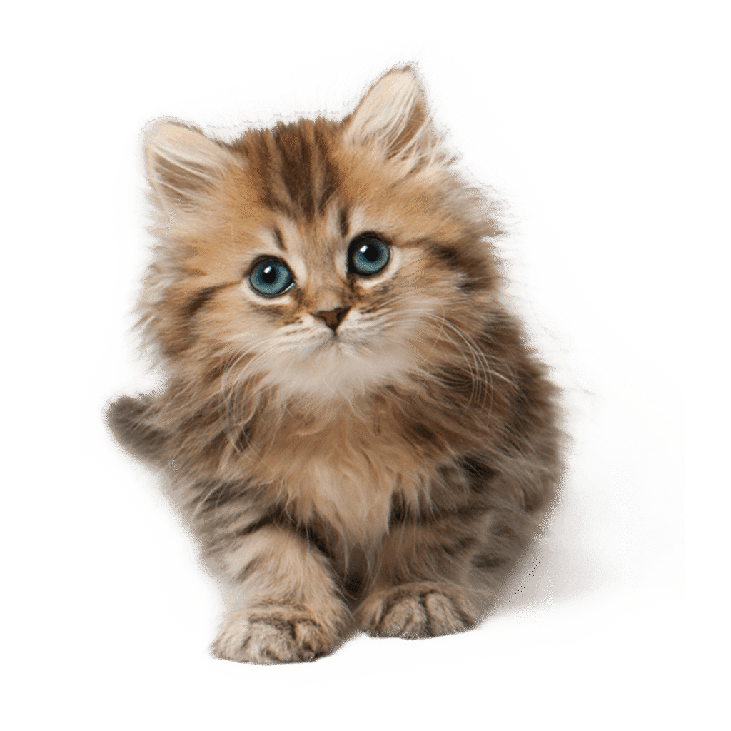The Kitten Guide The Kitten Guide – trusted kitten care advice for first-time kitten owners